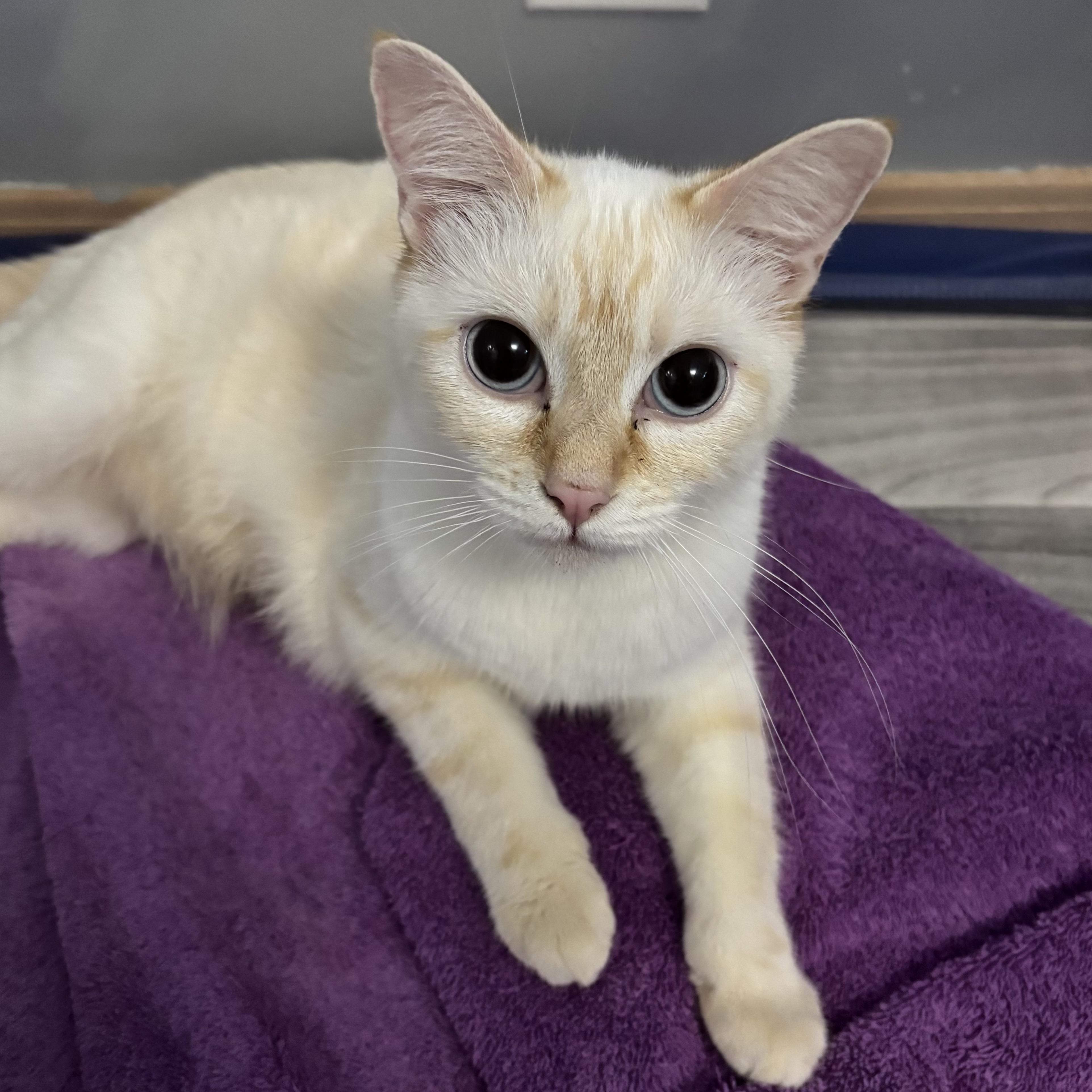 Cinder Domestic Short Hair Cat