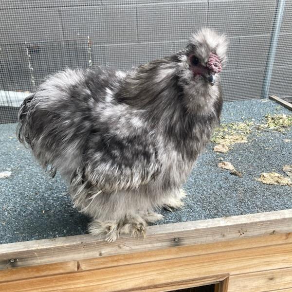 Enlarge Name Unknown, a Adoptable Chicken in Pasadena, CA image 1/1