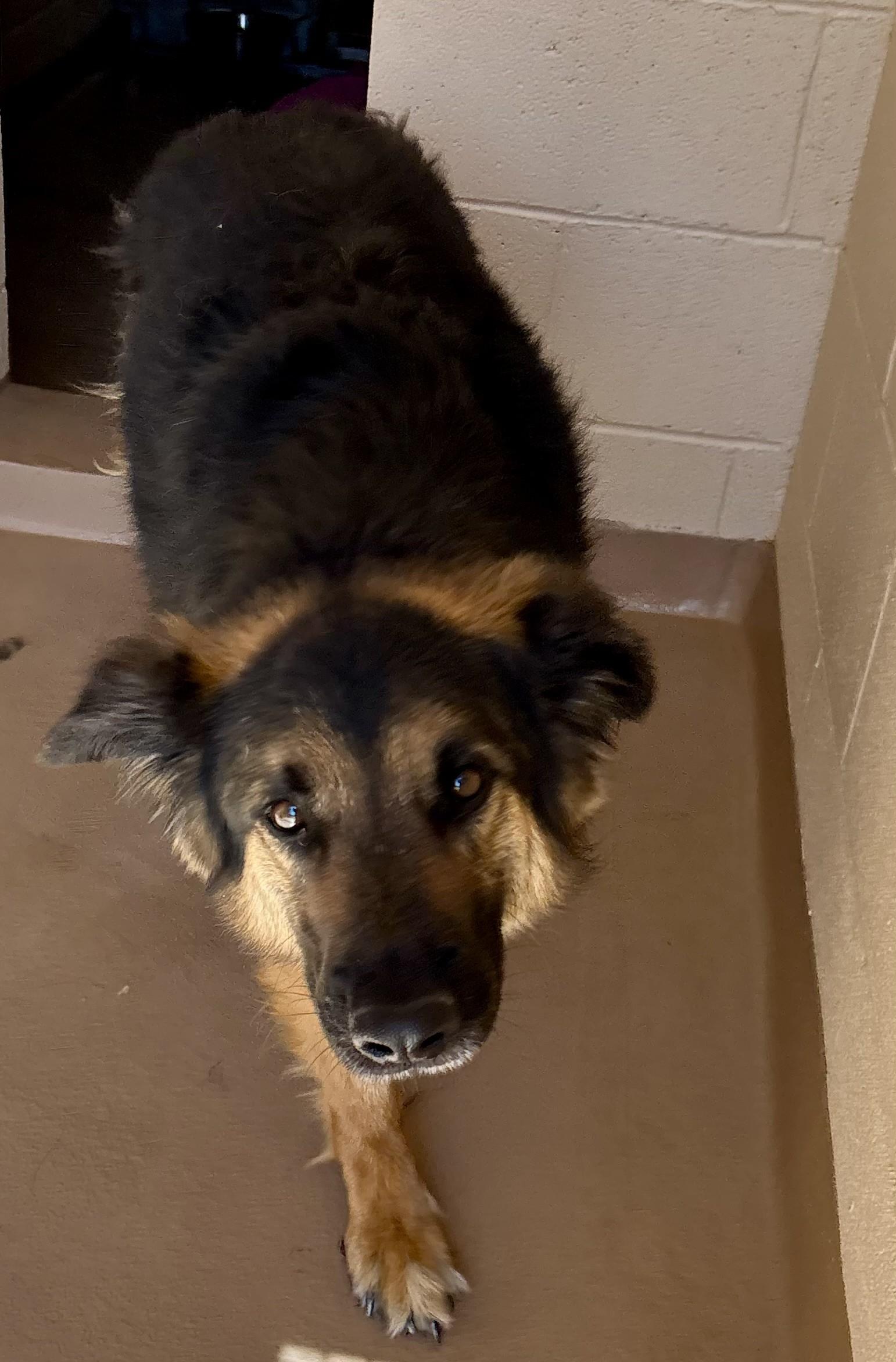 Enlarge Chip, a Adoptable mixed breed in Sierra Vista, AZ image 1/1