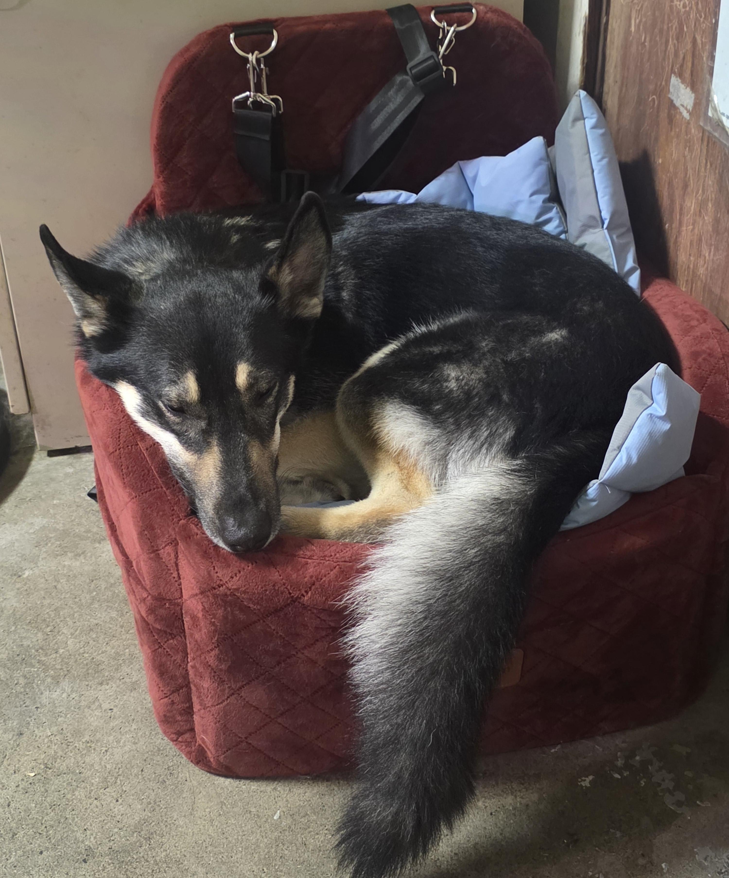 KAIRO, ADOPTABLE, Adult Male German Shepherd Dog & Husky.