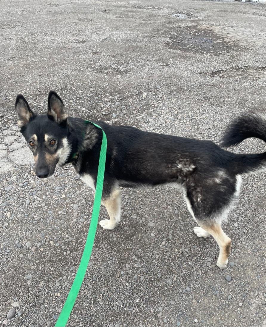 Enlarge KAIRO, a ADOPTABLE mixed breed in Billings, MT image 2/2