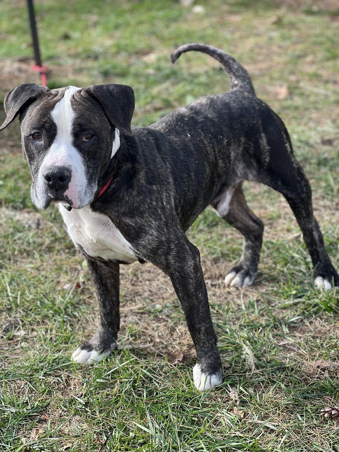 Enlarge Peno (in a FOSTER home), a Adoptable mixed breed in Springfield, IL image 3/4