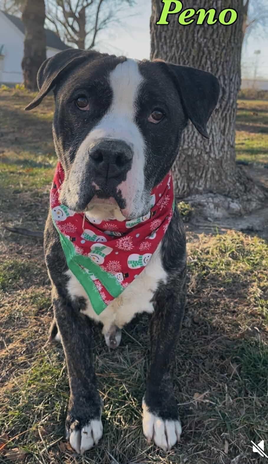 Enlarge Peno (in a FOSTER home), a Adoptable mixed breed in Springfield, IL image 1/4