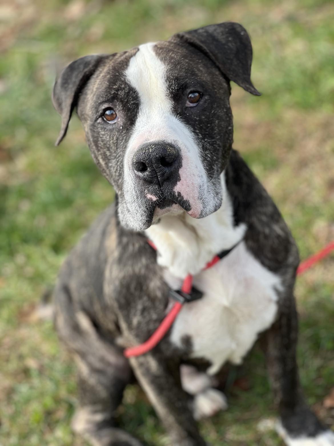 Peno (in a FOSTER home), Adoptable, Adult Male Pit Bull Terrier & Mixed Breed.