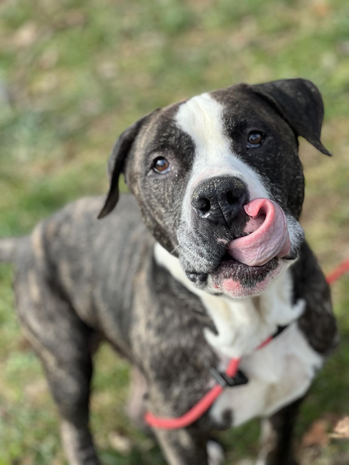 Enlarge Peno (in a FOSTER home), a Adoptable mixed breed in Springfield, IL image 4/4