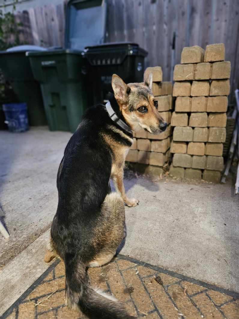 Ginny, Adult Female unknown
