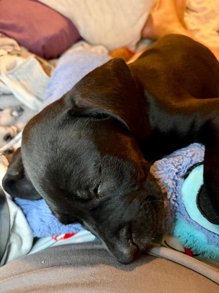 Finnick, Adoptable, Puppy Male Mixed Breed.