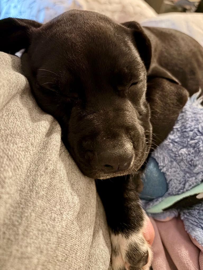 Enlarge Finnick, a Adoptable mixed breed in Alvin, TX image 2/4