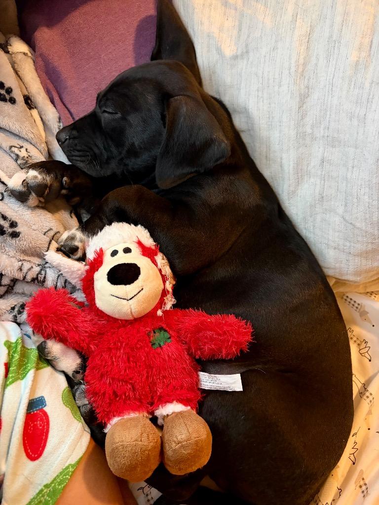 Enlarge Finnick, a Adoptable mixed breed in Alvin, TX image 3/4