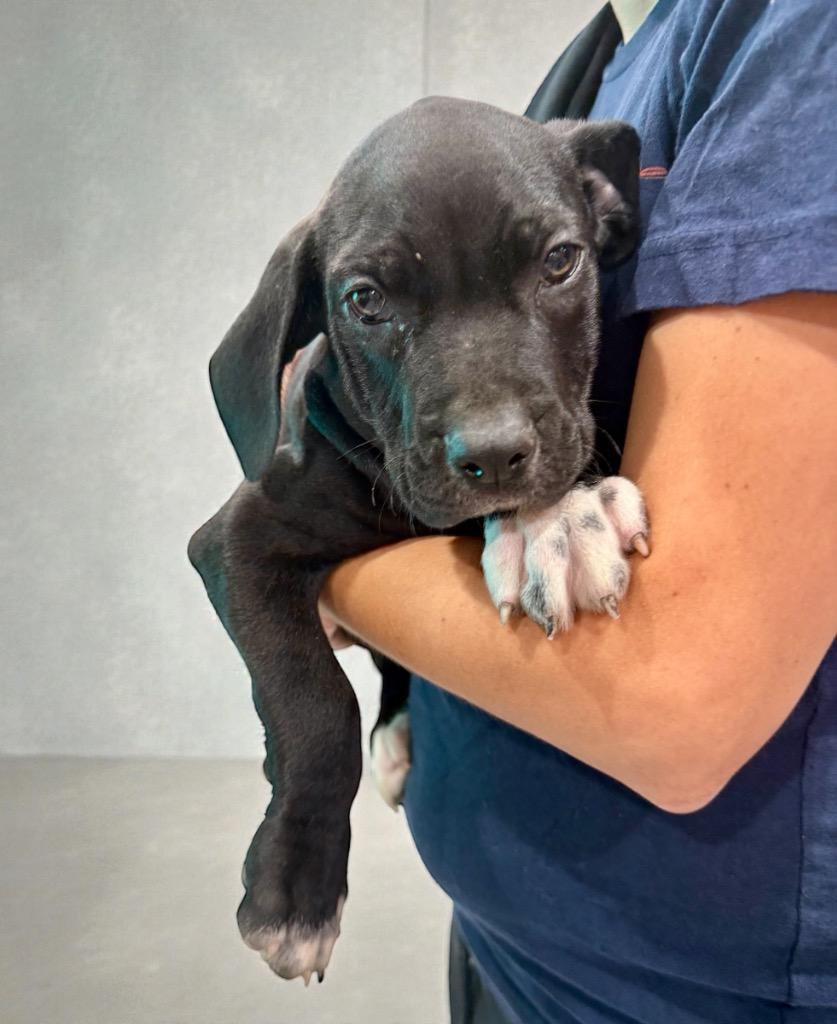 Enlarge Finnick, a Adoptable mixed breed in Alvin, TX image 4/4