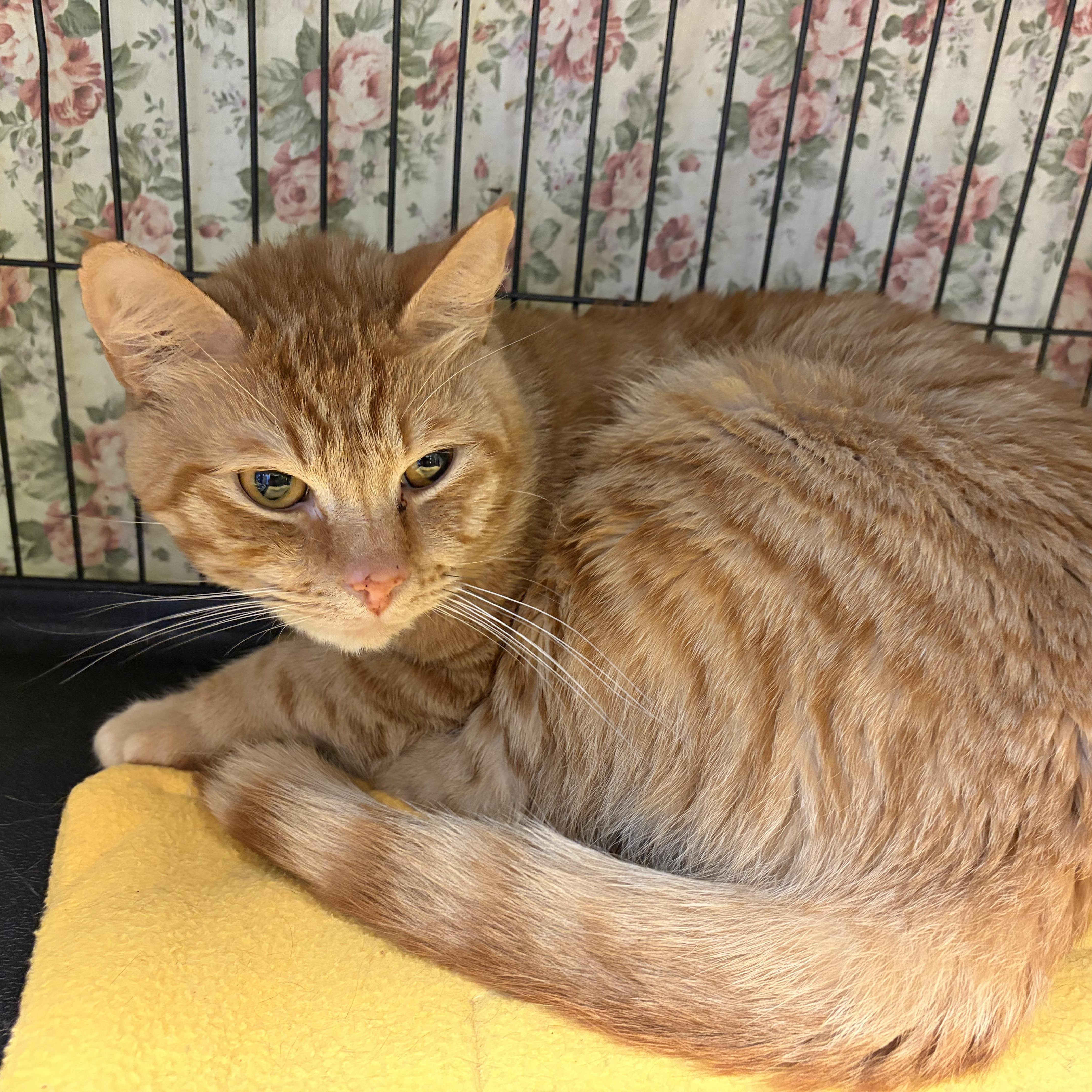Timber, Adoptable, Young Male Domestic Short Hair.