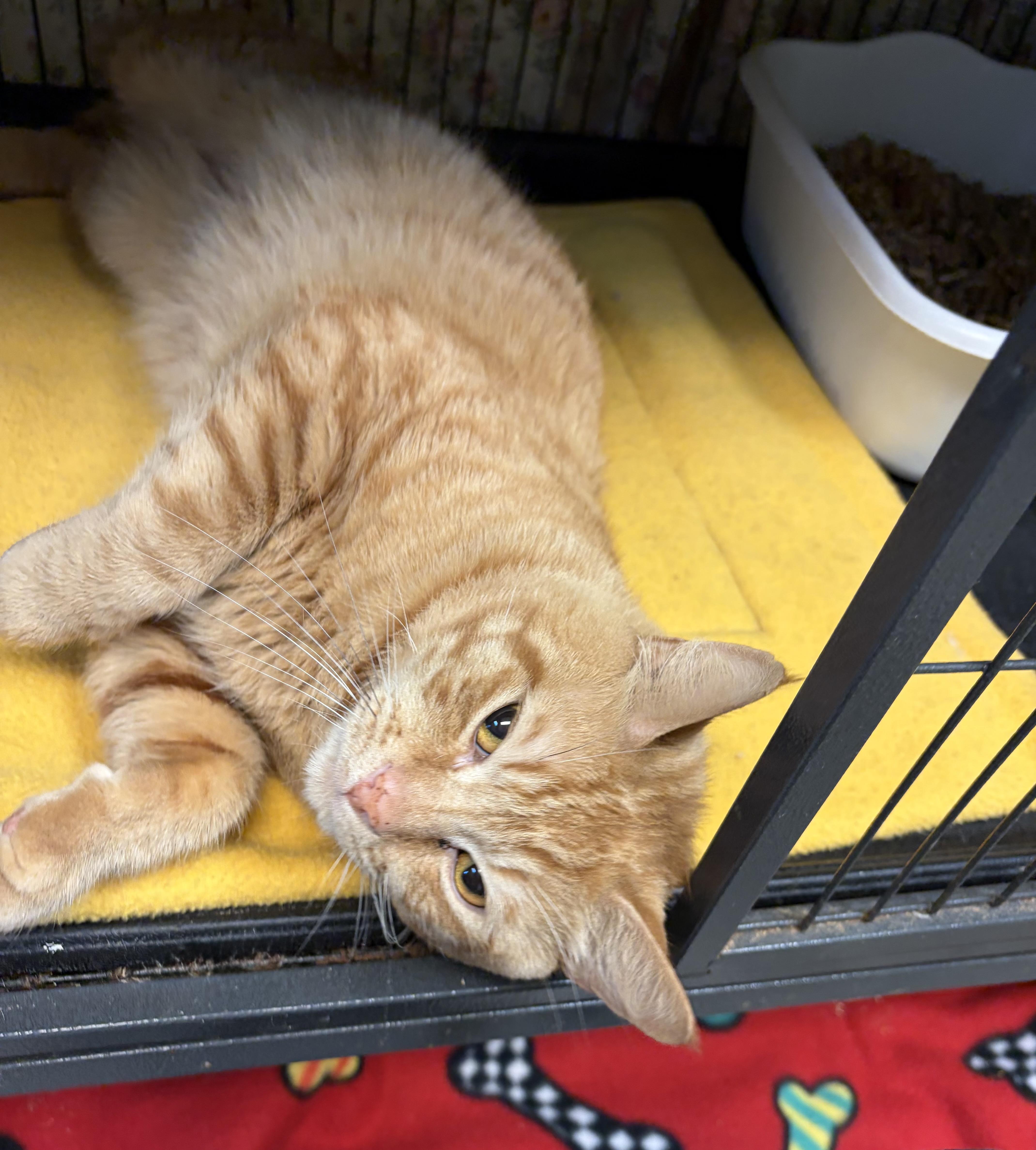 Enlarge Timber, a Adoptable Domestic Short Hair in Cortland, NY image 2/3