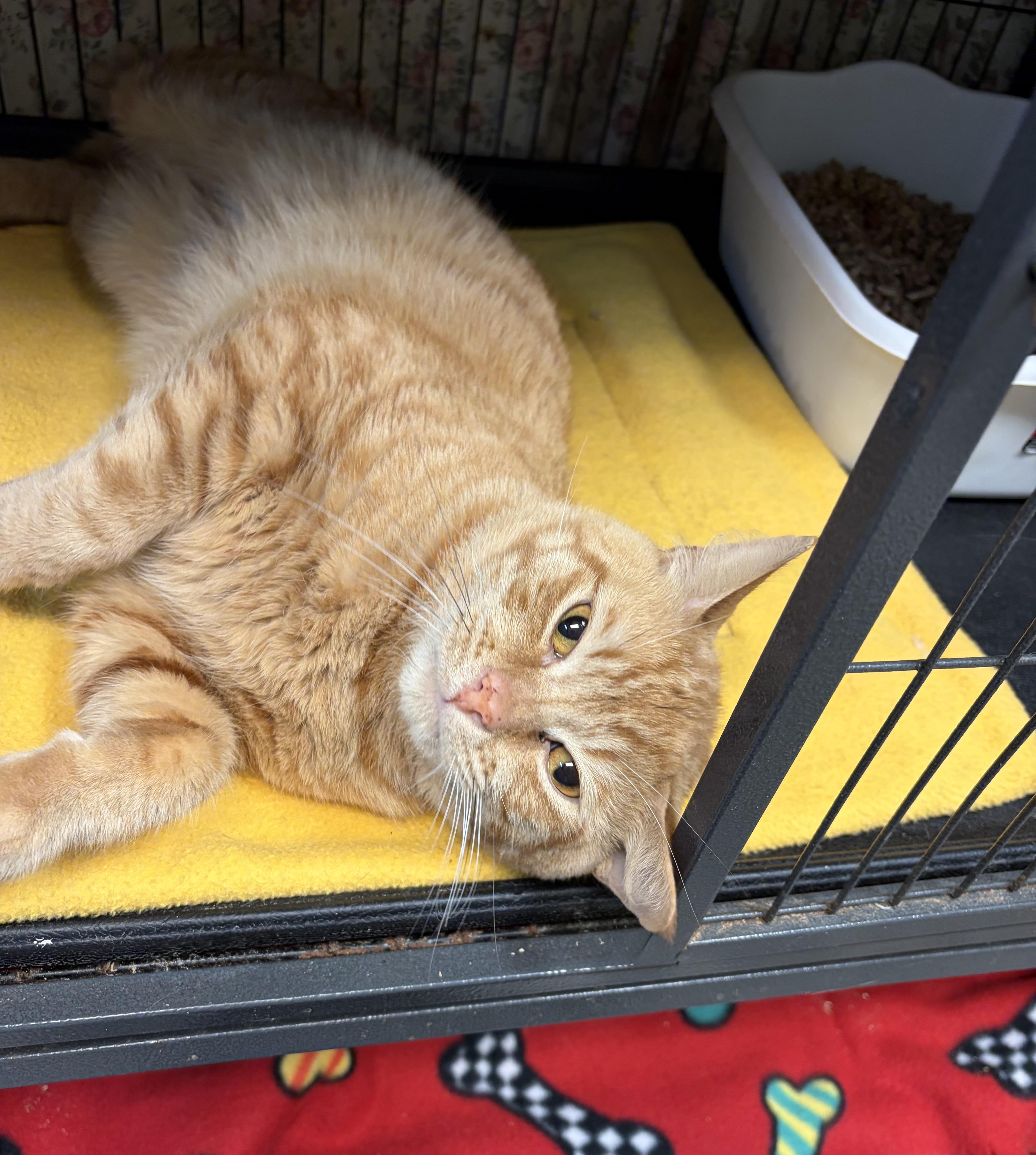 Enlarge Timber, a Adoptable Domestic Short Hair in Cortland, NY image 3/3