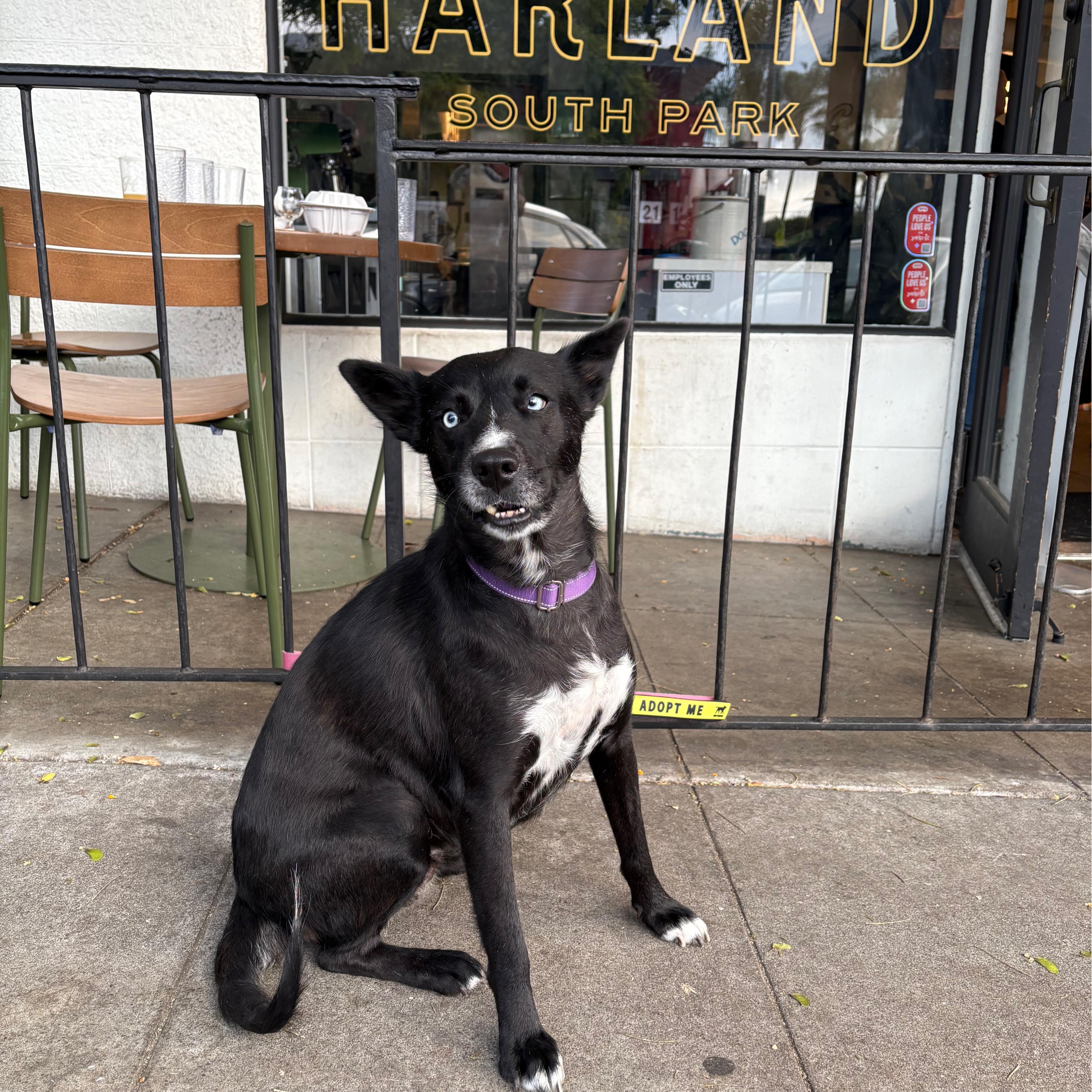 Isla, ADOPTABLE, Adult Female Australian Cattle Dog / Blue Heeler.