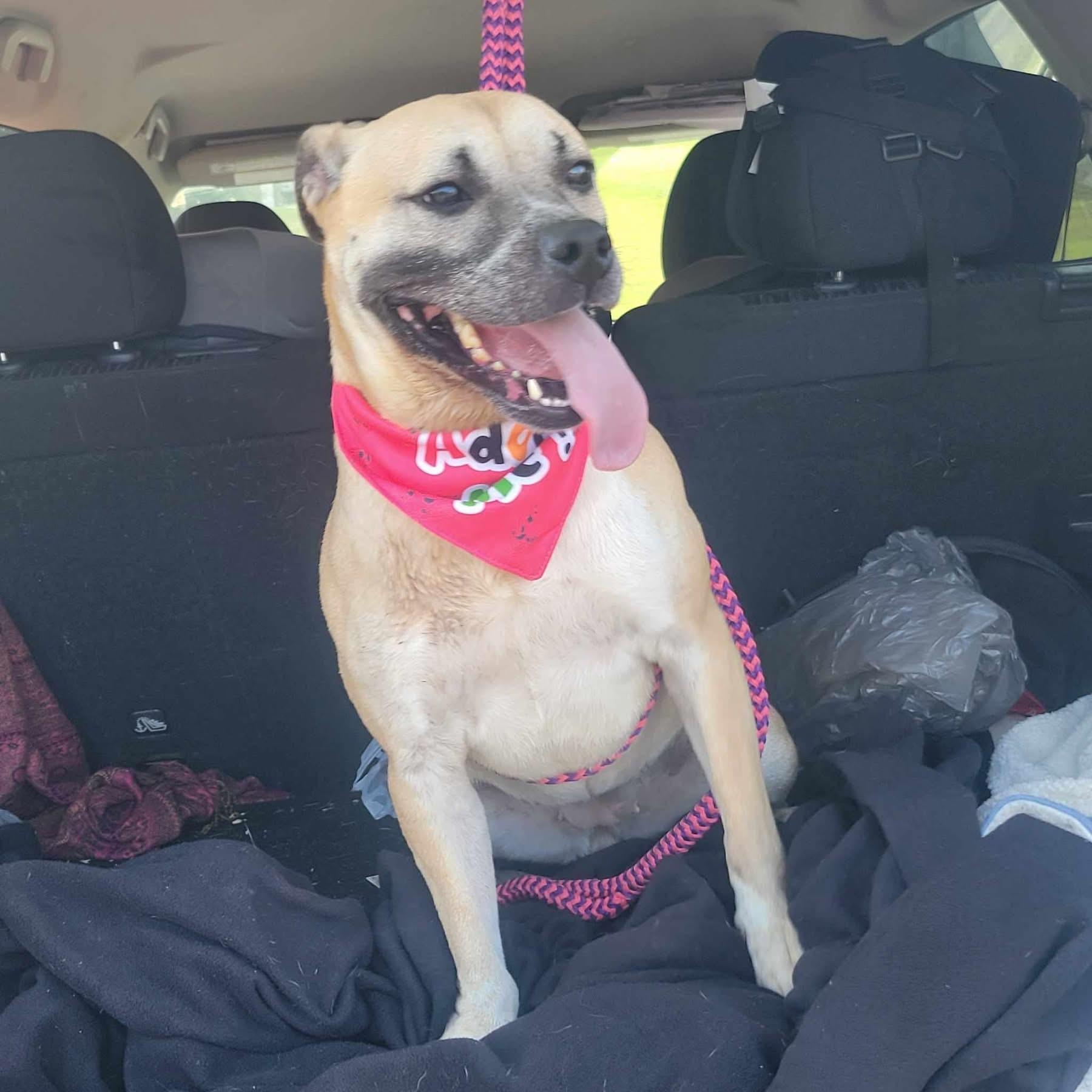 Layla, a Adopted Mixed Breed in richmond, ME image 3/5