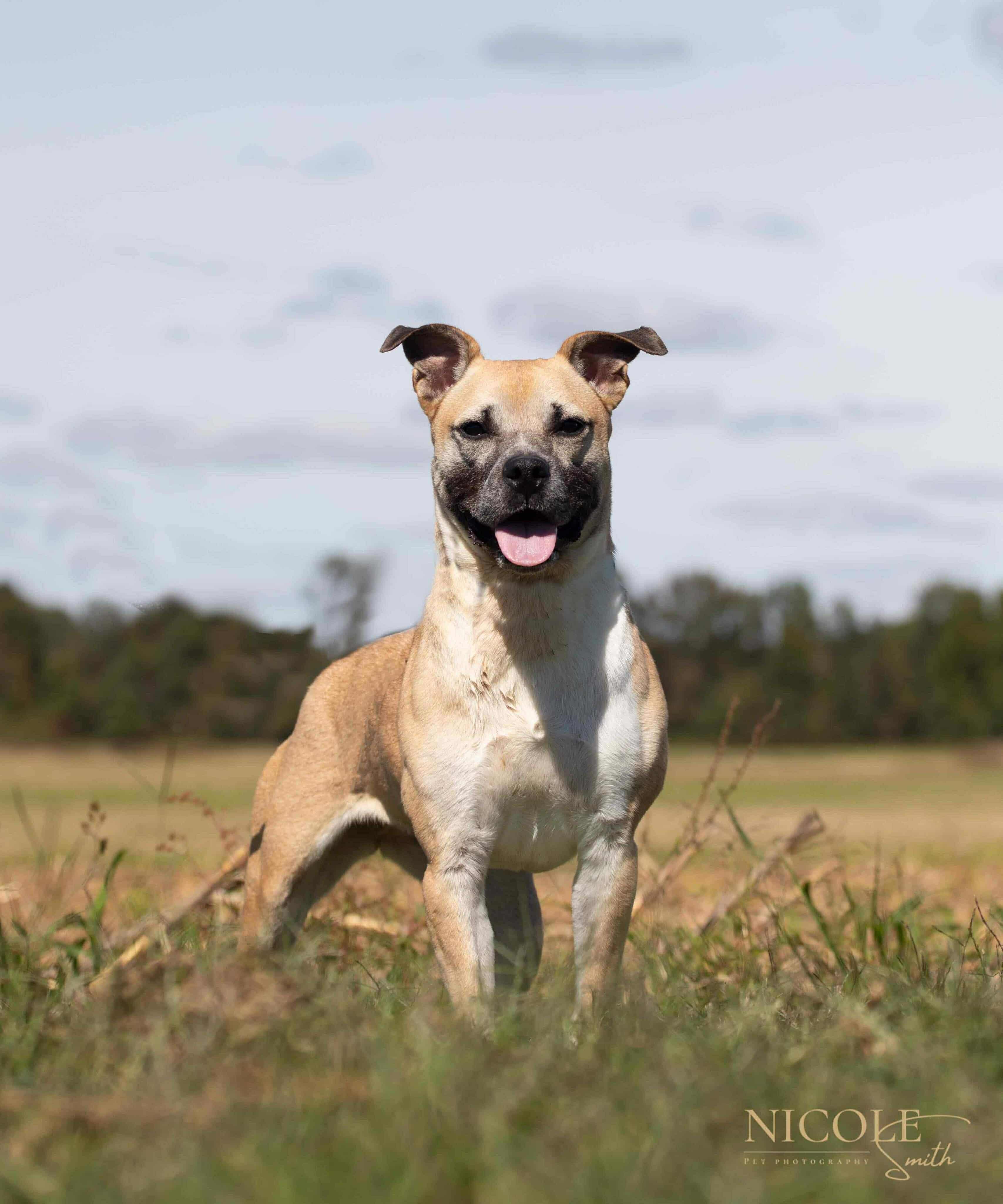 Layla, a Adopted Mixed Breed in richmond, ME image 1/5