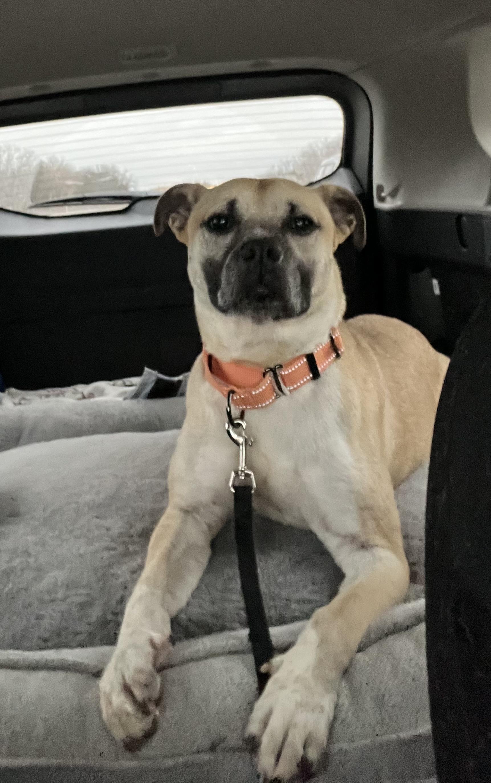 Layla, a Adopted Mixed Breed in richmond, ME image 4/5