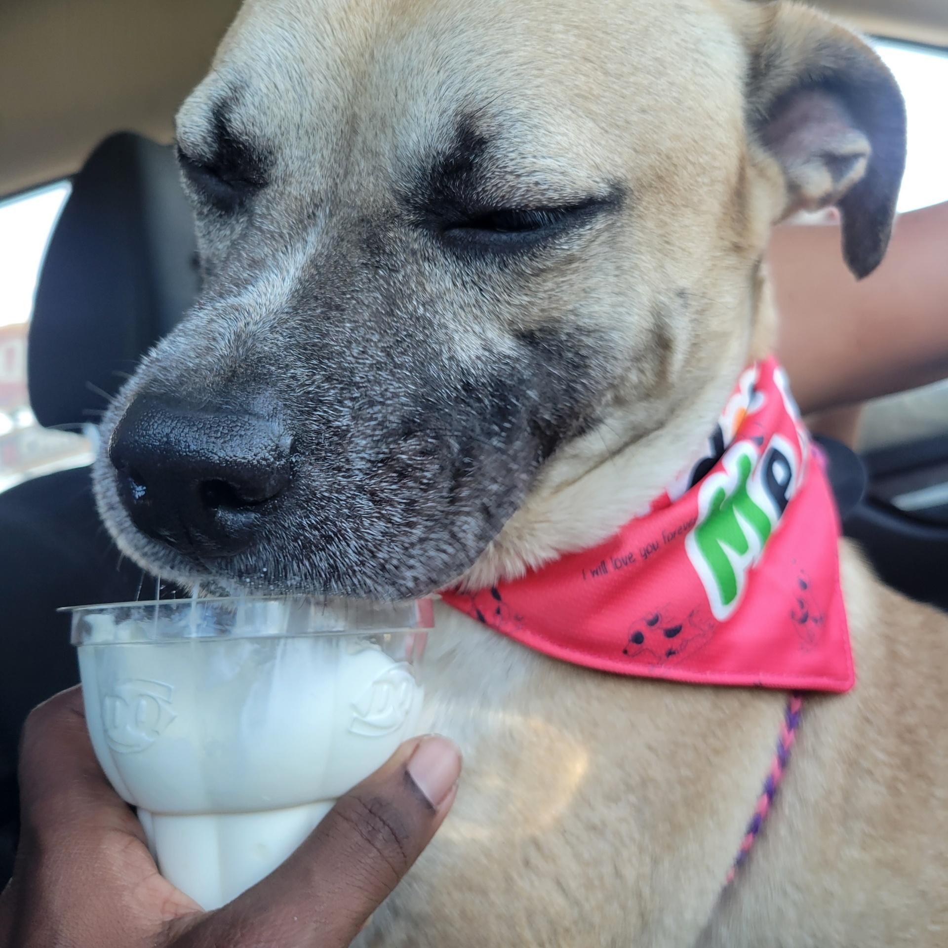 Layla, a Adopted Mixed Breed in richmond, ME image 2/5