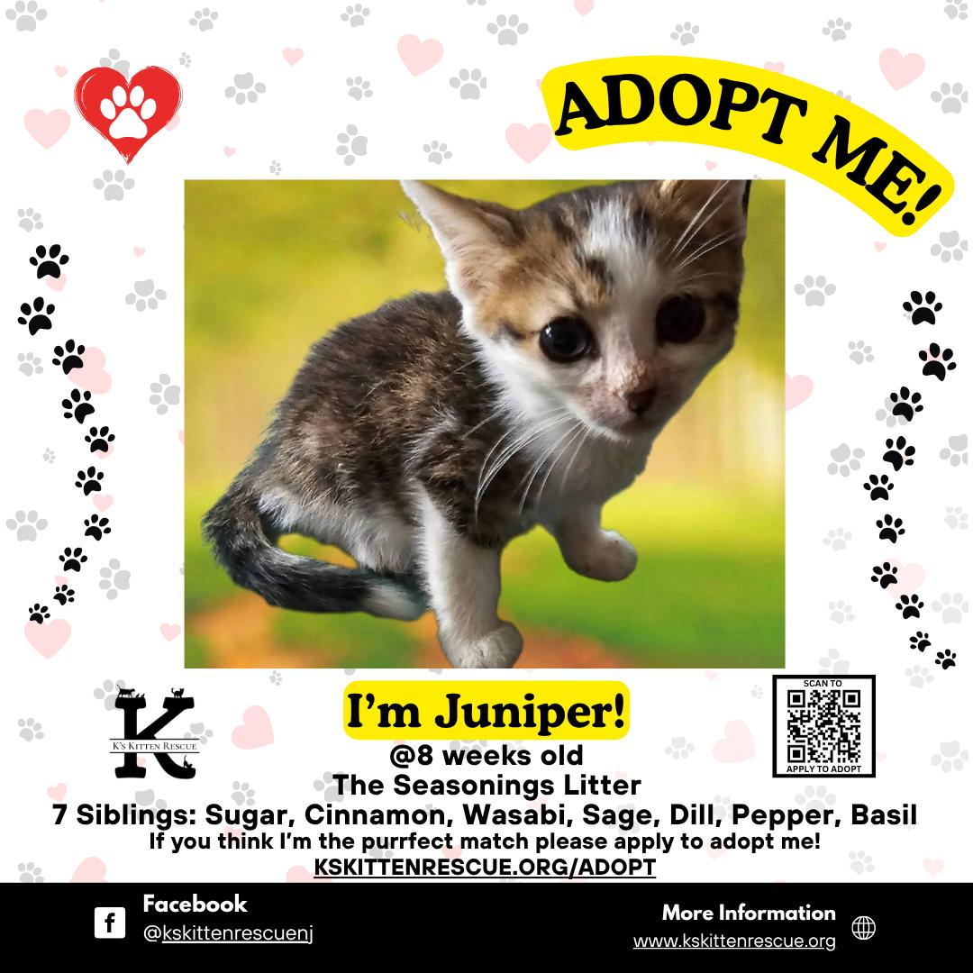 Juniper, Baby Male Domestic Short Hair