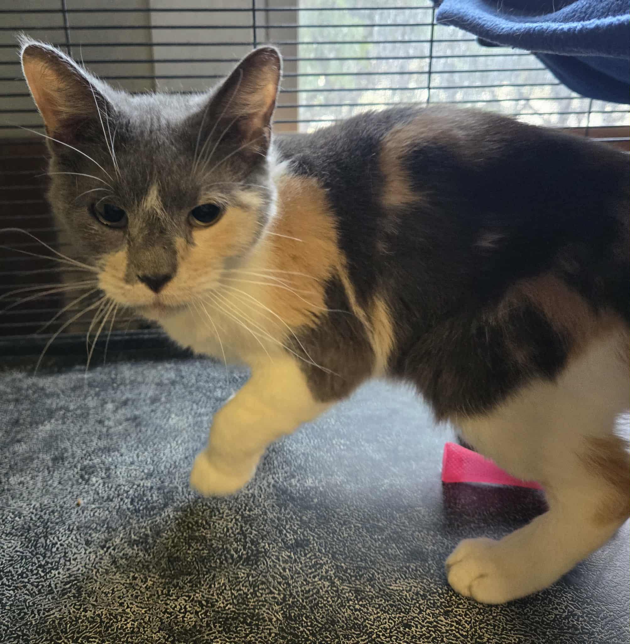 Enlarge Diva, a hold mixed breed in Freeport, IL image 1/2