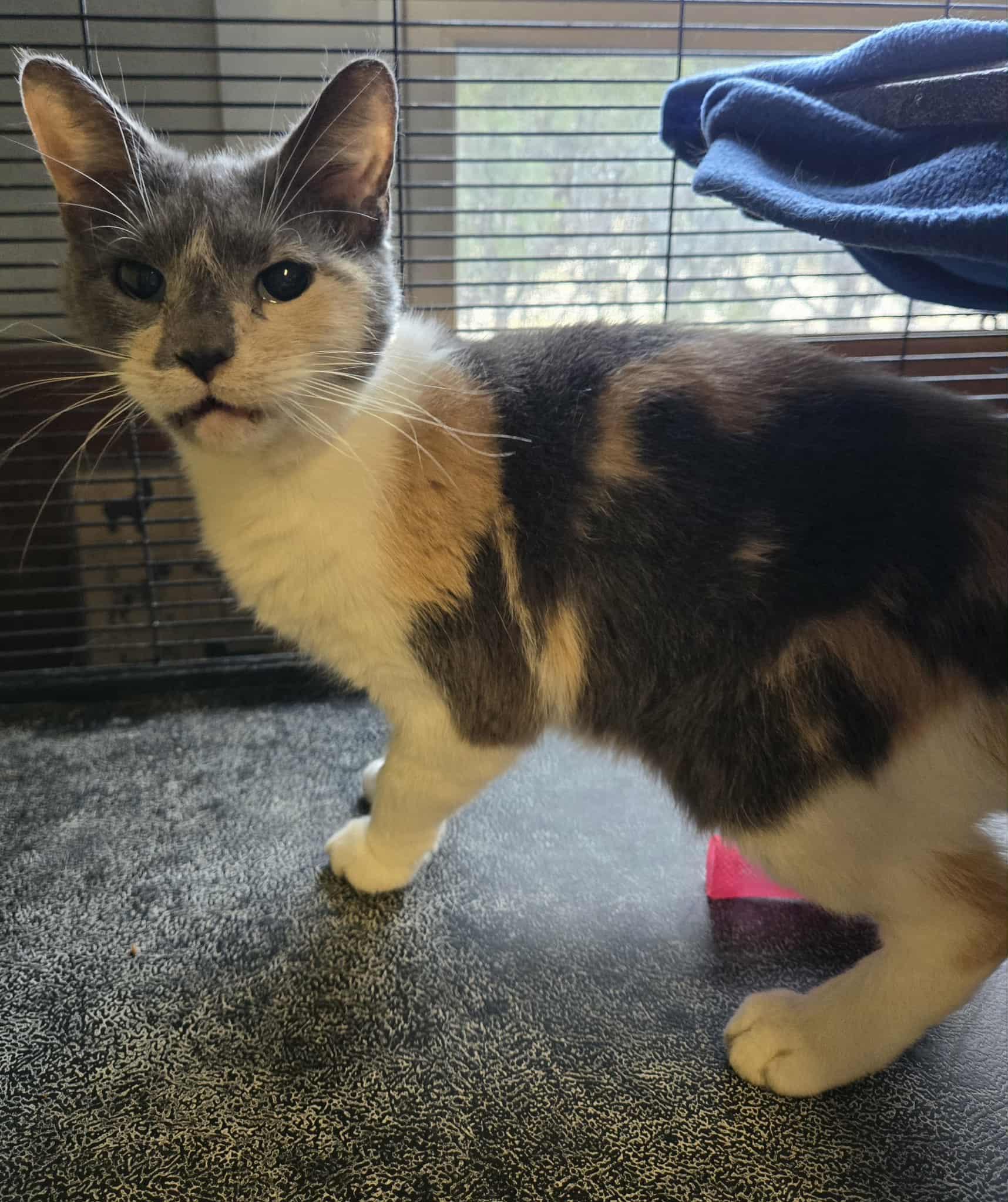 Enlarge Diva, a hold mixed breed in Freeport, IL image 2/2