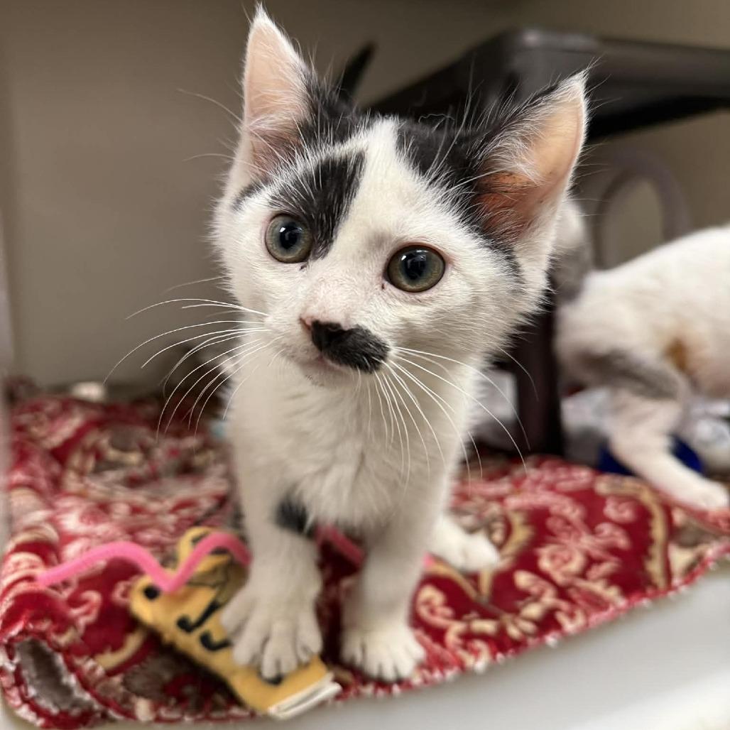 Knox, Adoptable, Kitten Male Domestic Medium Hair & Domestic Medium Hair.