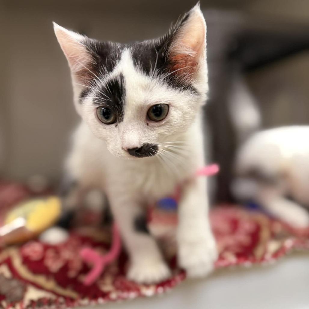 Enlarge Knox, a Adoptable mixed breed in Caryville, TN image 2/3