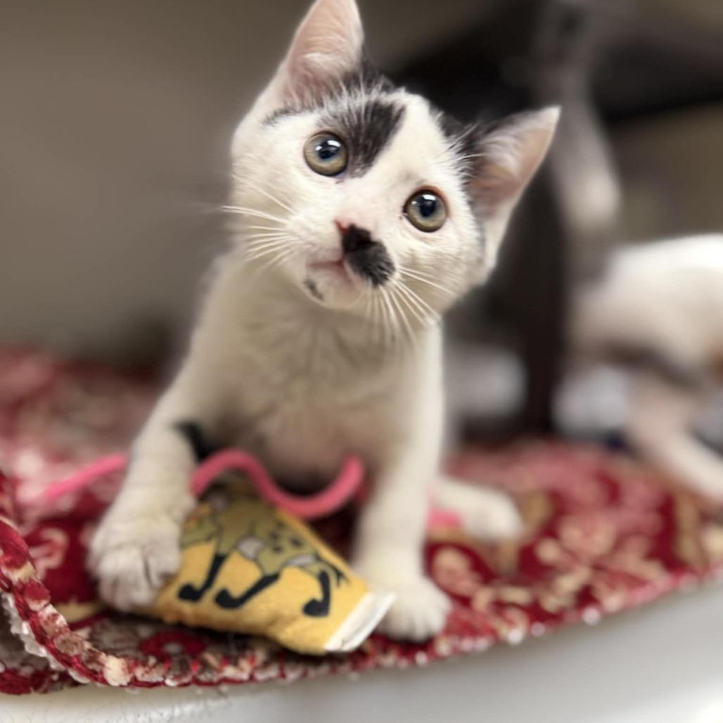 Enlarge Knox, a Adoptable mixed breed in Caryville, TN image 3/3