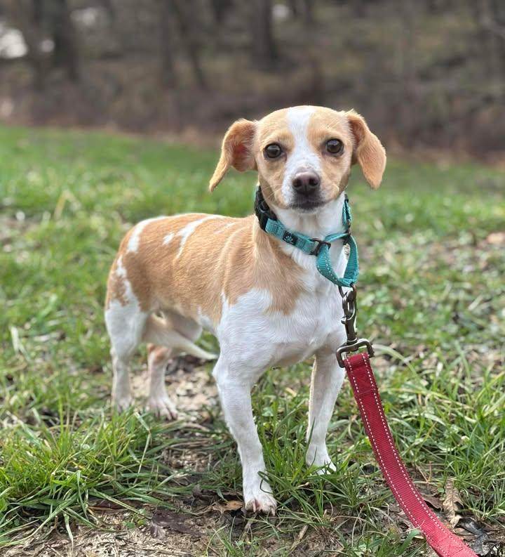 Atlantis , ADOPTABLE, Adult Female Beagle & Mixed Breed.