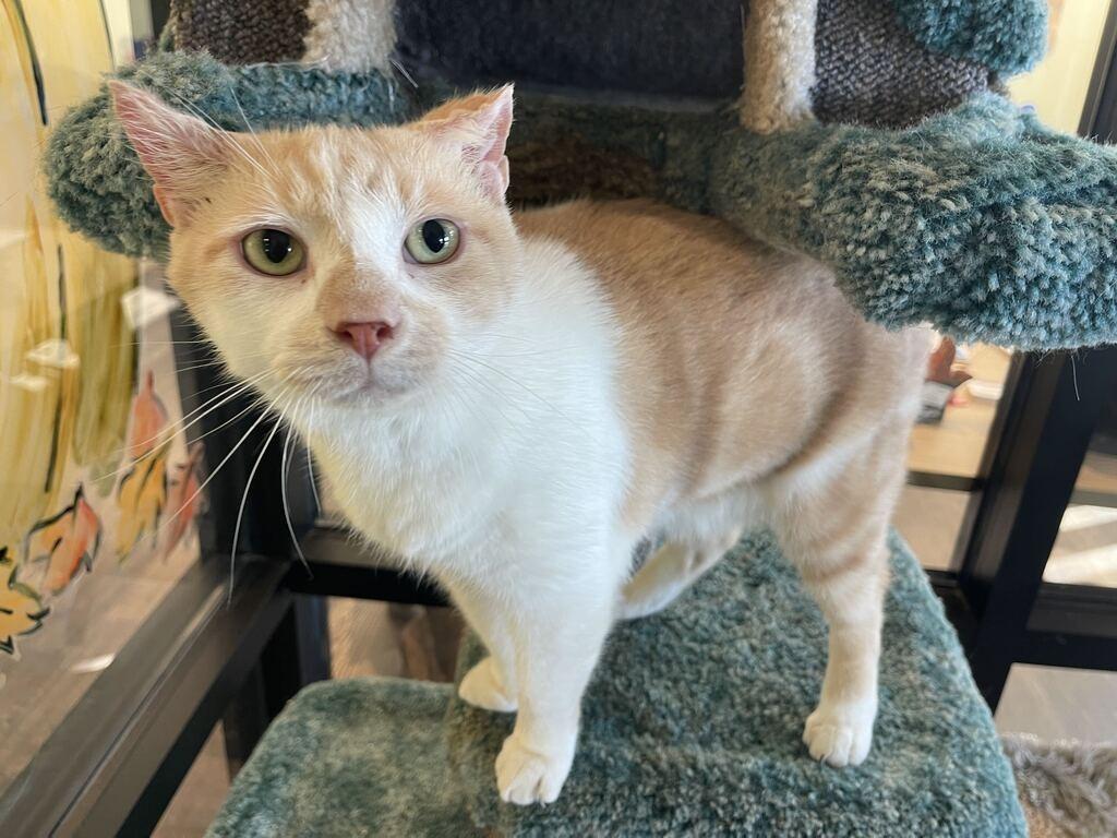 Enlarge Cloud, a Adoptable Domestic Short Hair in Chestertown, MD image 1/4