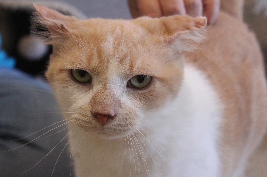 Enlarge Cloud, a Adoptable Domestic Short Hair in Chestertown, MD image 4/4