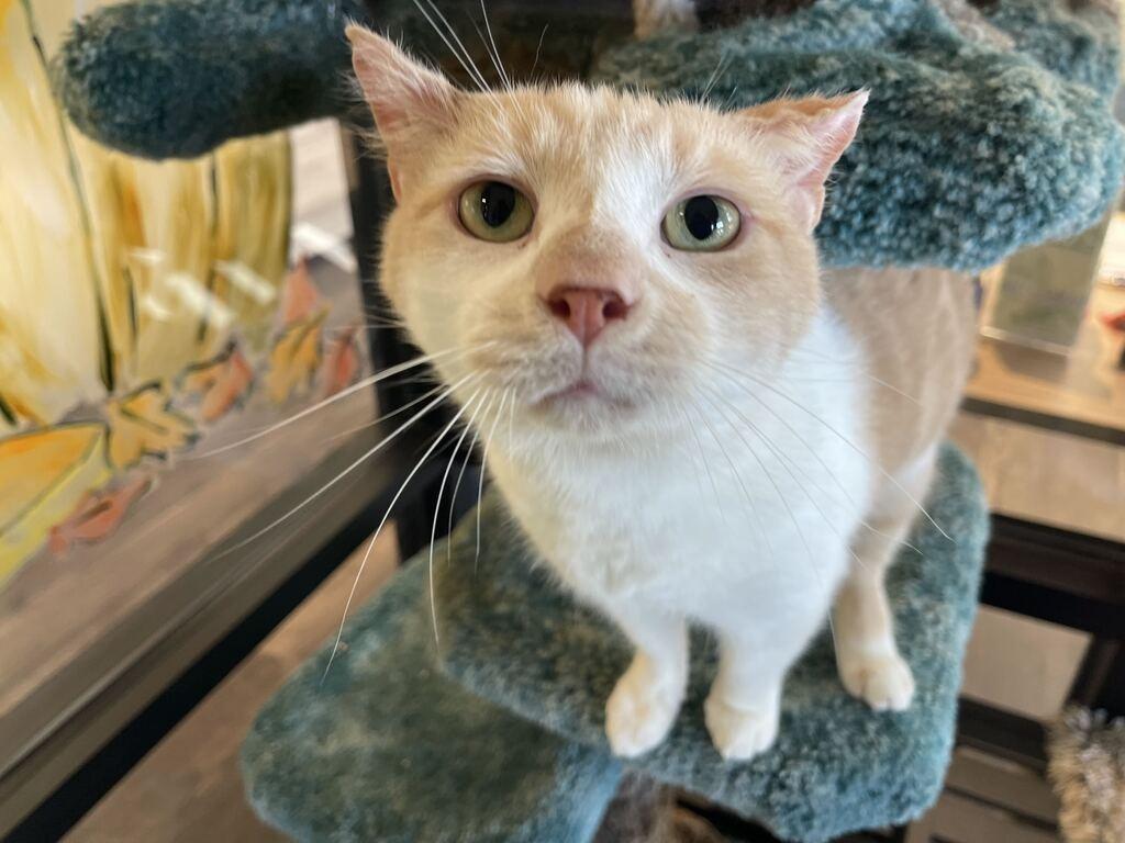 Enlarge Cloud, a Adoptable Domestic Short Hair in Chestertown, MD image 2/4