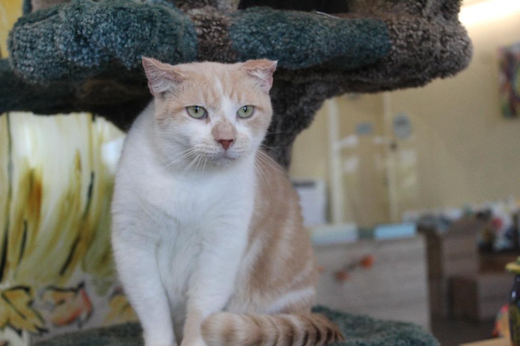 Enlarge Cloud, a Adoptable Domestic Short Hair in Chestertown, MD image 3/4