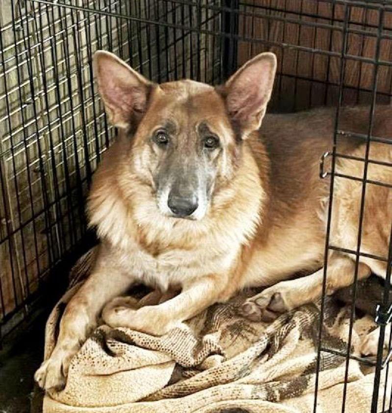 Calvin- Gentle Giant, Adopted, Adult Male German Shepherd Dog.