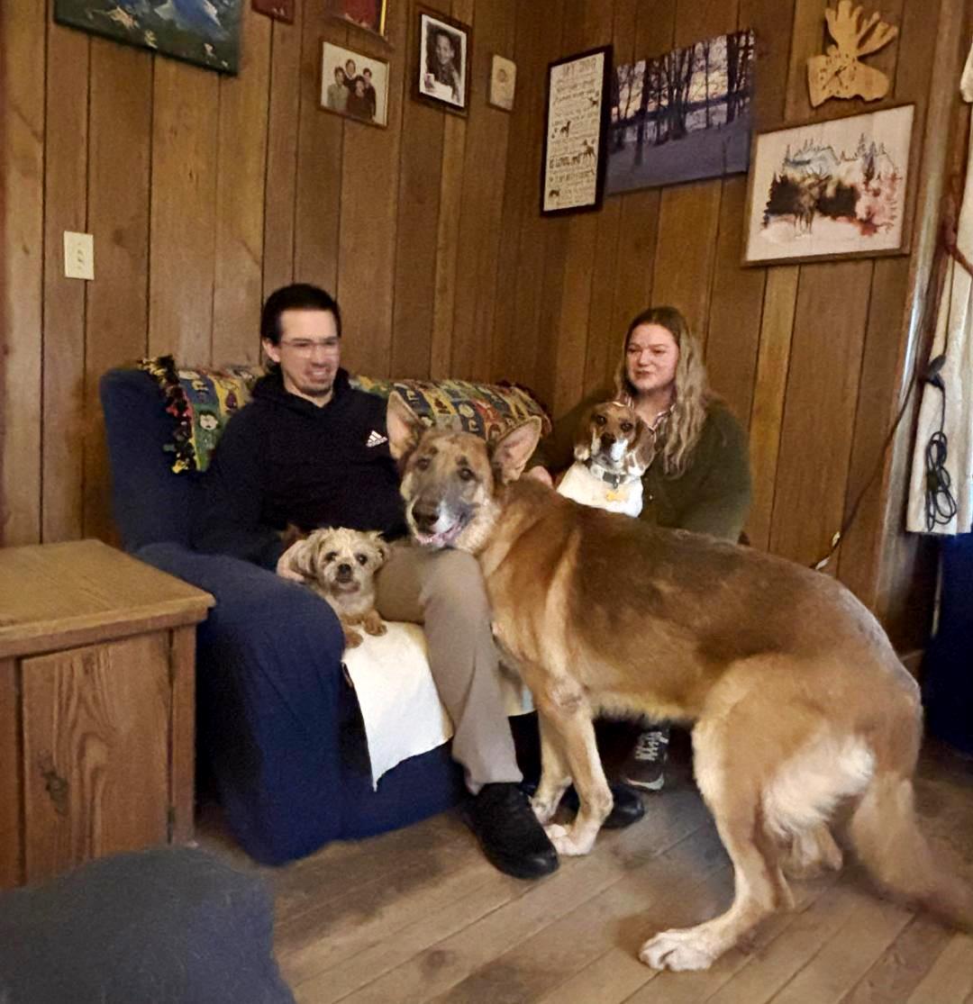 Enlarge Calvin- Gentle Giant, a Adopted German Shepherd Dog in Rootstown, OH image 3/3