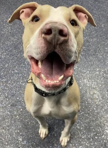 Enlarge JAKE, a Adoptable mixed breed in Anchorage, AK image 1/1