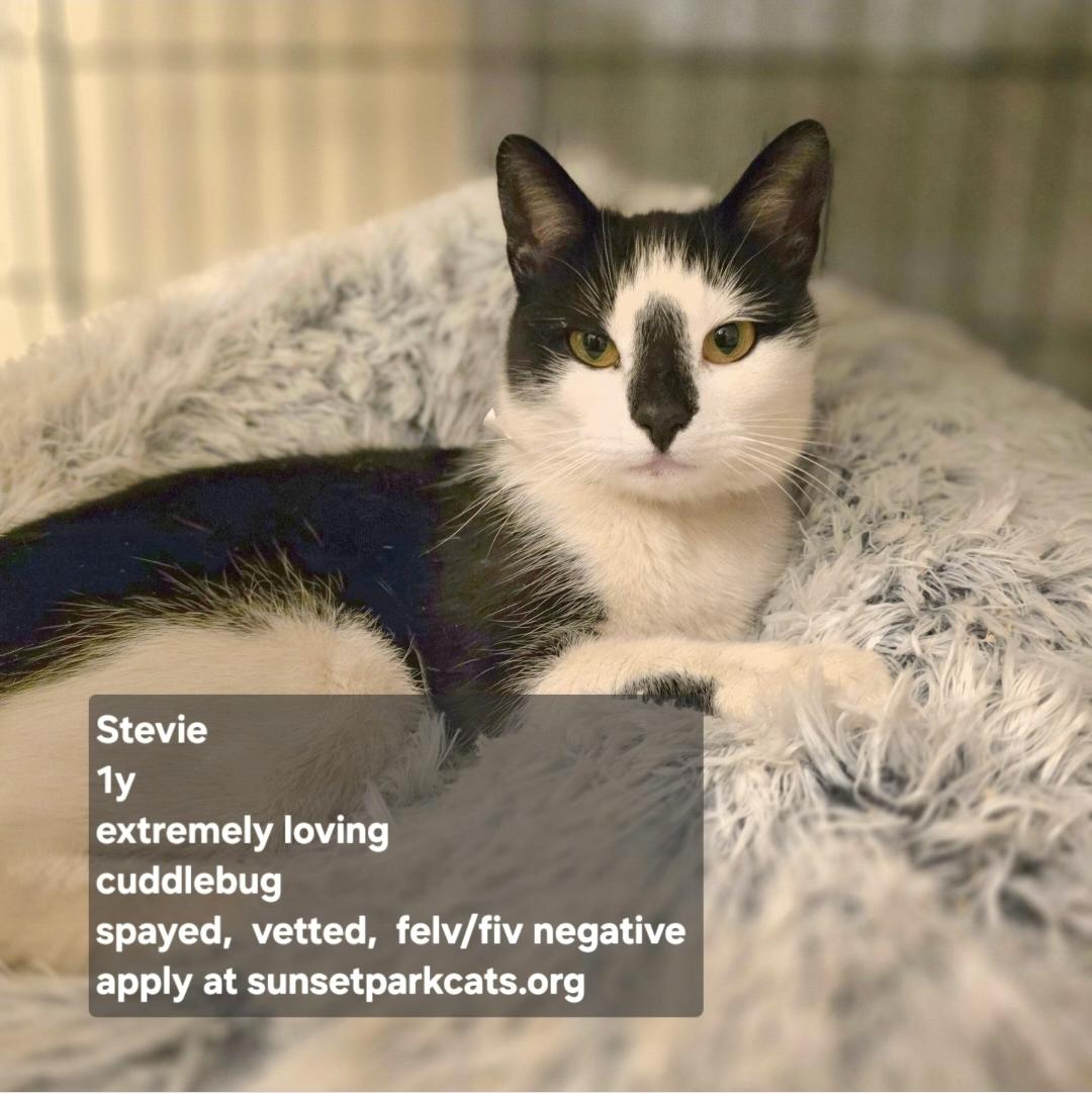 Stevie, ADOPTABLE, Young Female Domestic Short Hair.