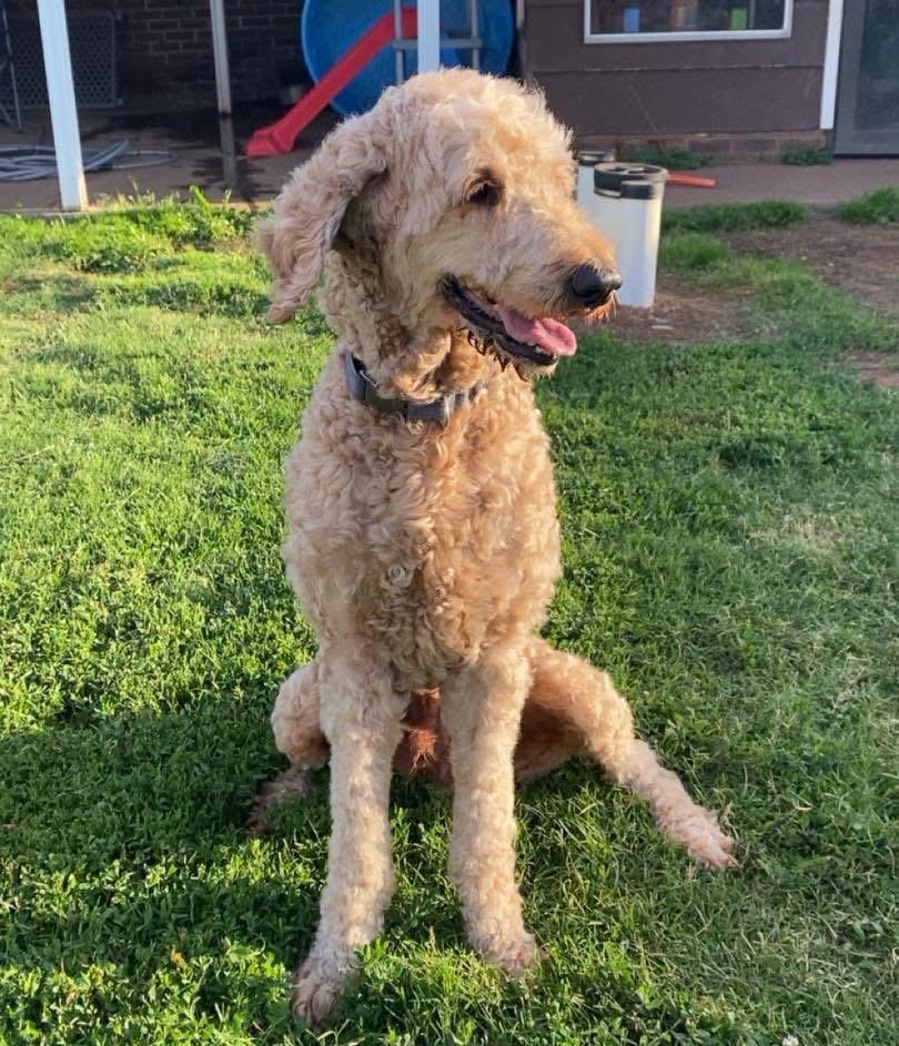 Jax, an adopted Goldendoodle in Edmond, OK image 2/4