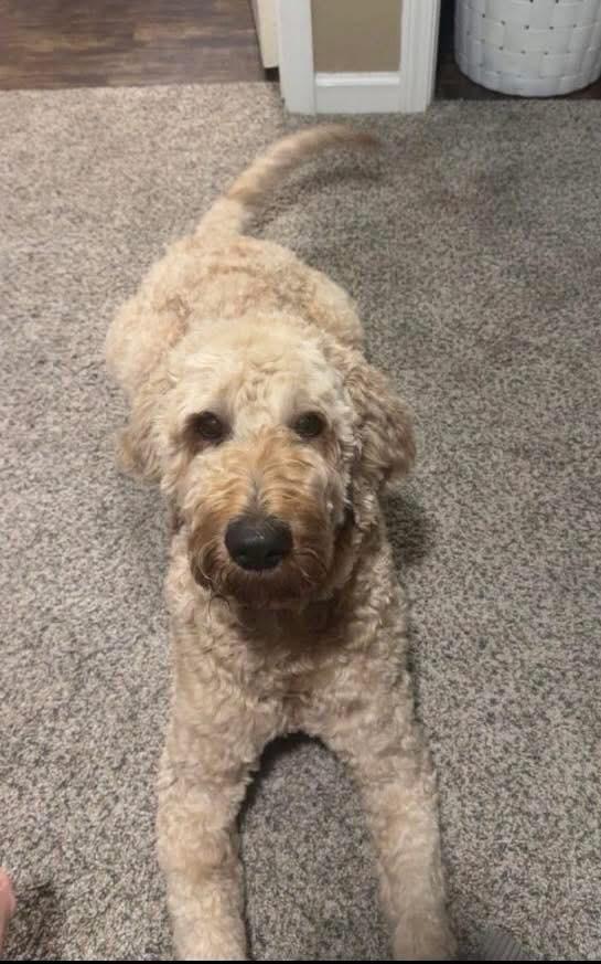 Jax, an adopted Goldendoodle in Edmond, OK image 3/4