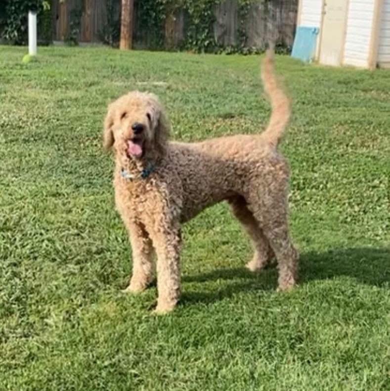 Jax, adopted, Adult Male Goldendoodle.