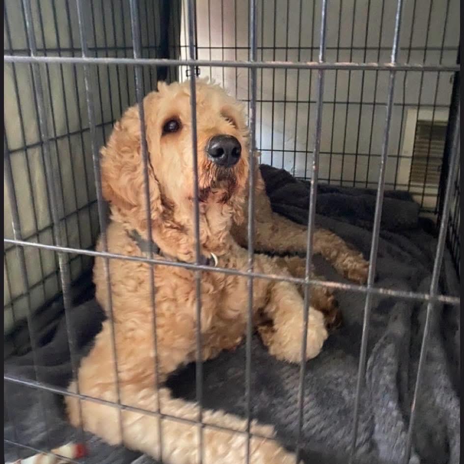 Jax, an adopted Goldendoodle in Edmond, OK image 4/4