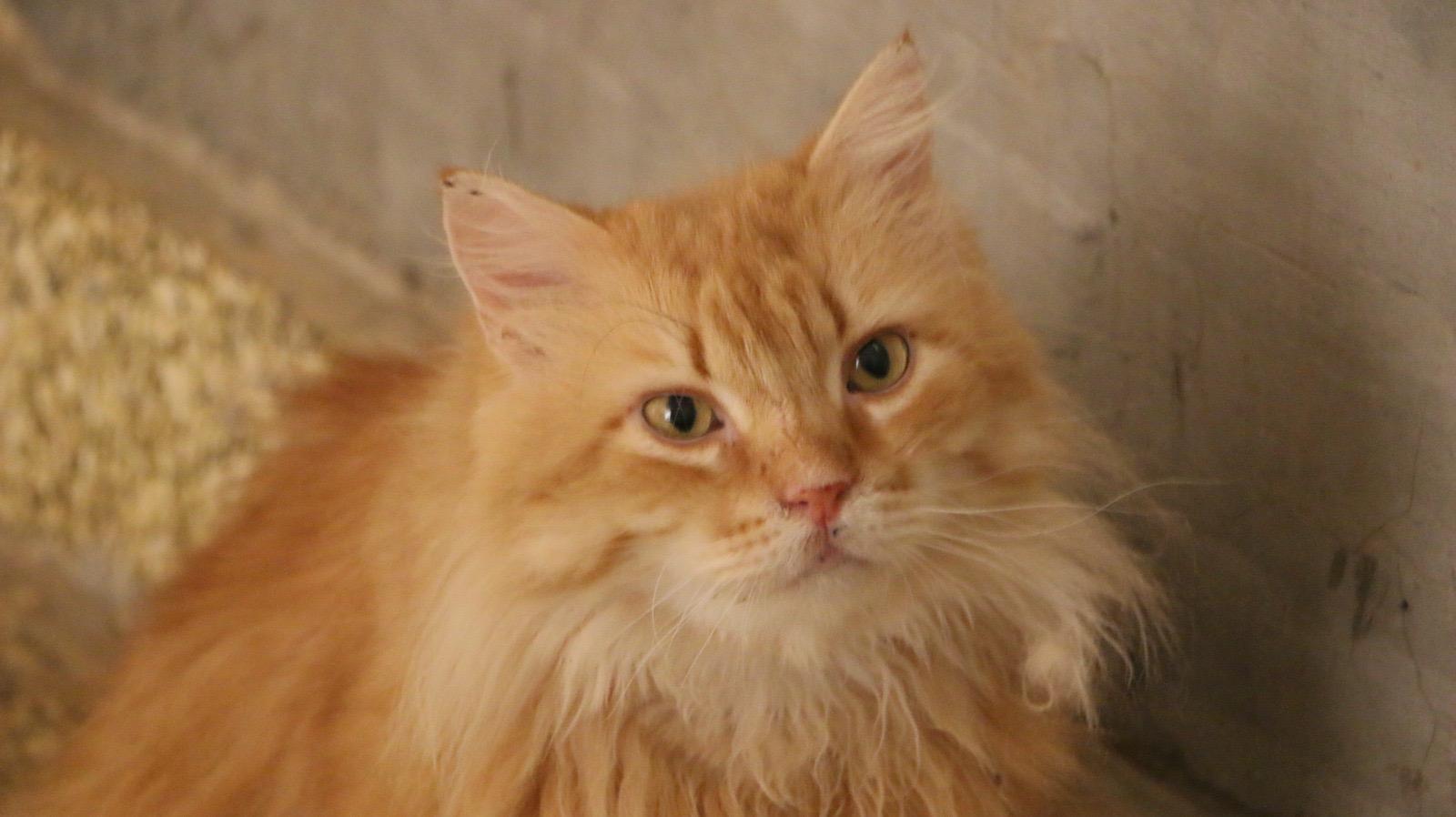 Orange M, Adult Male unknown