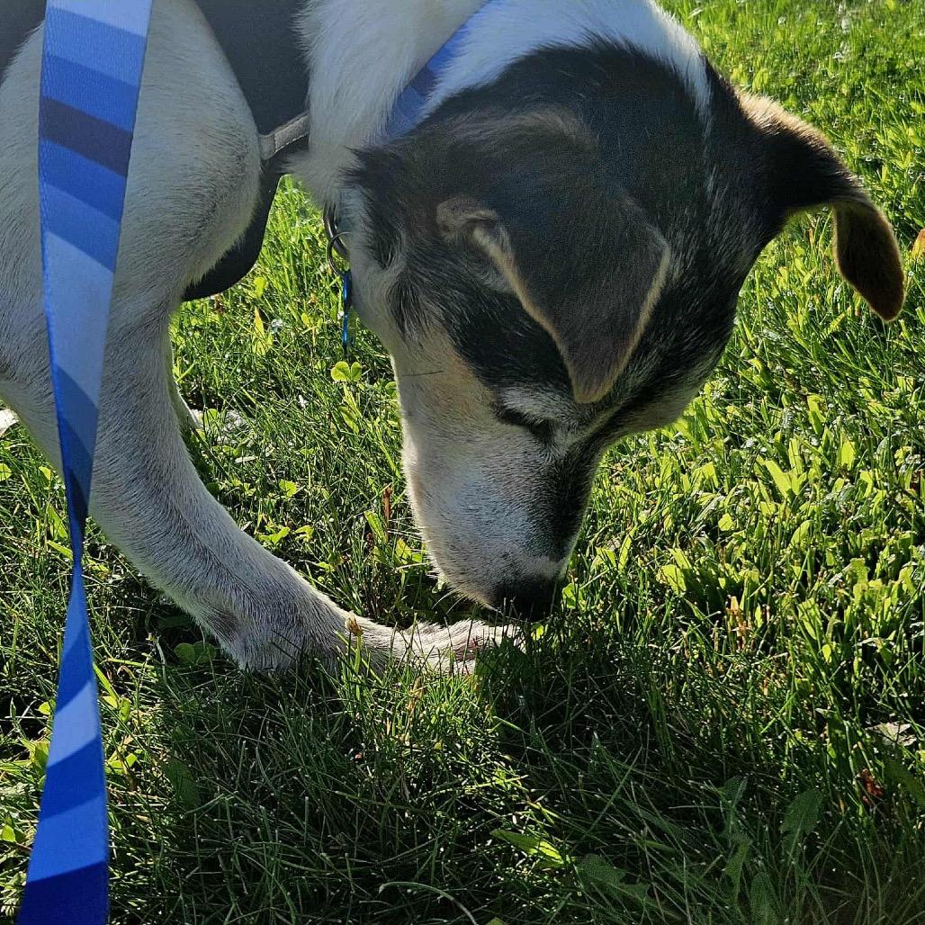 Haus, a Adoptable mixed breed image 1/6