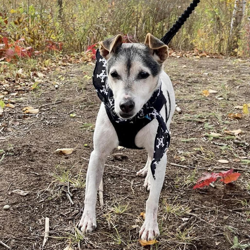 Haus, Adoptable, Senior Male Rat Terrier & Jack Russell Terrier.