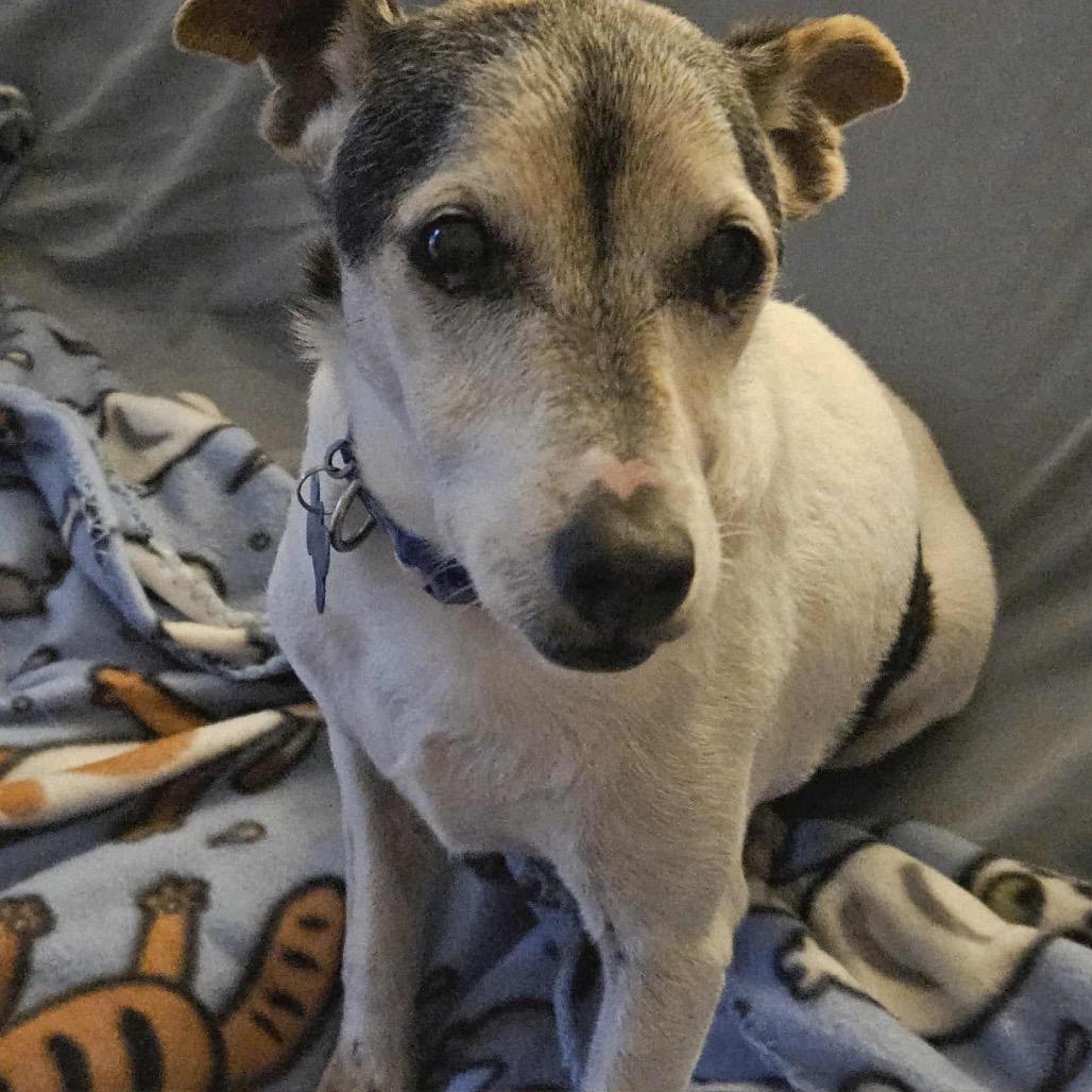 Haus, a Adoptable mixed breed image 5/6