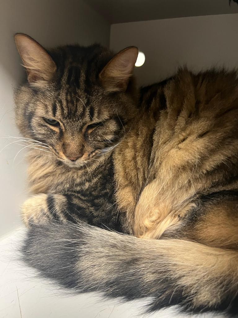 Enlarge Mickey, a Adoptable mixed breed in Greenfield, IN image 1/1