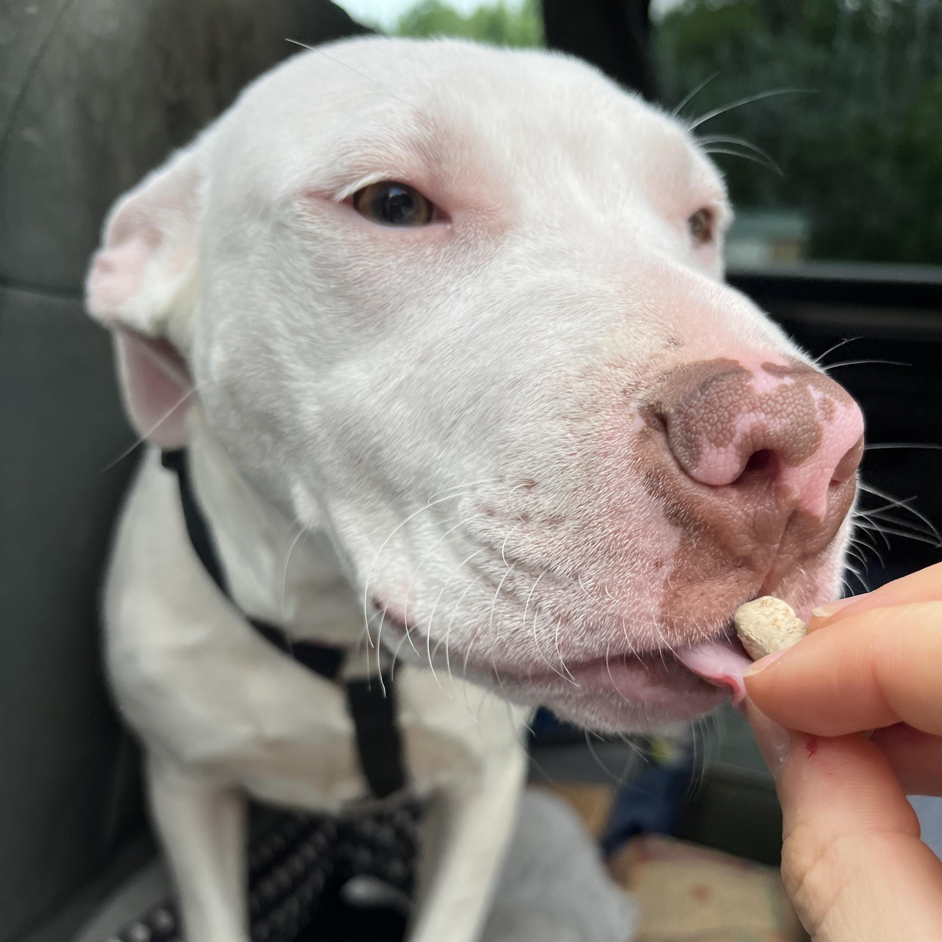 Enlarge Flower, an adopted Pit Bull Terrier in Salisbury, NC image 5/5