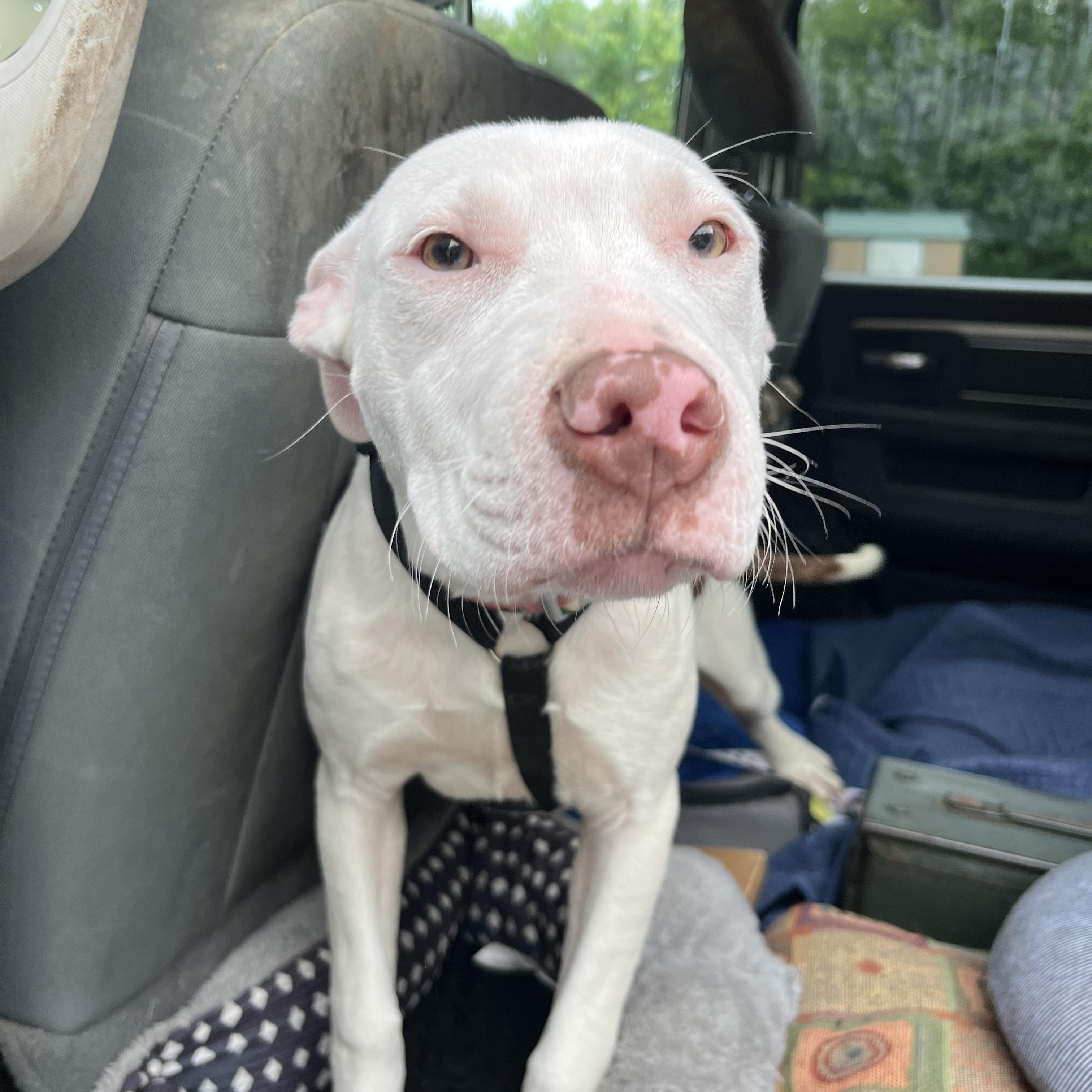 Flower, adopted, Puppy Female Pit Bull Terrier.