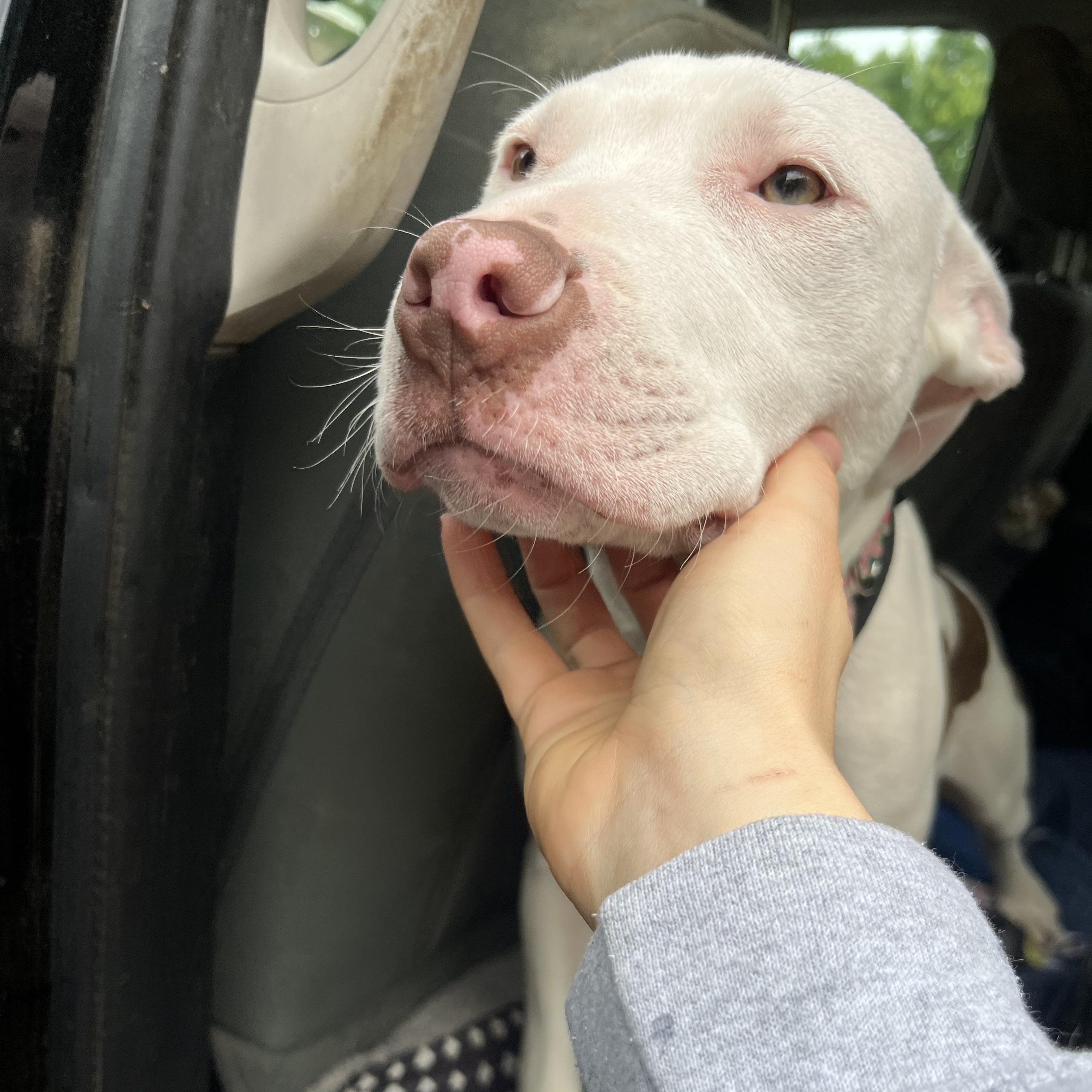 Enlarge Flower, an adopted Pit Bull Terrier in Salisbury, NC image 4/5