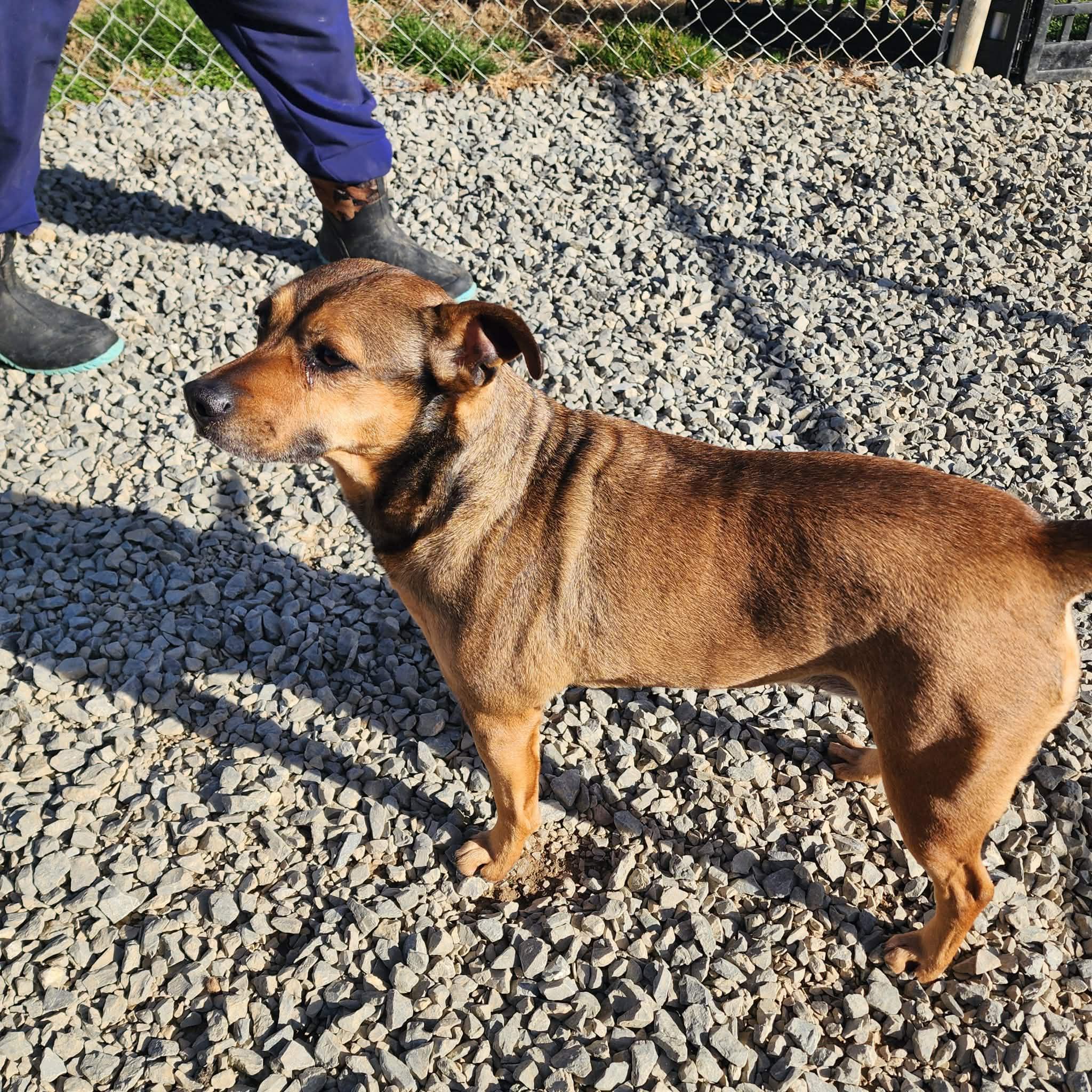Enlarge Lacey, a Adoptable mixed breed in Chuckey, TN image 5/5
